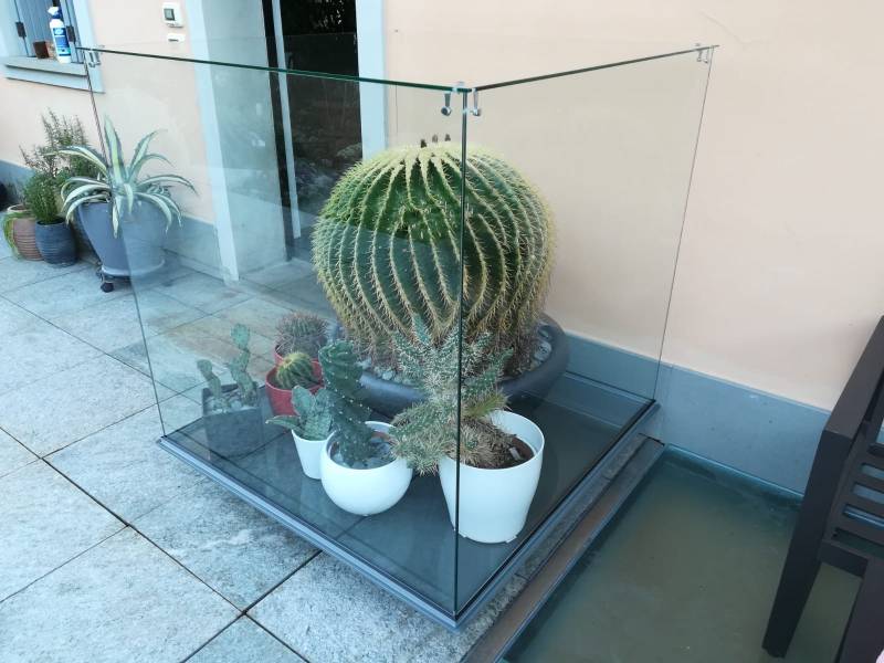 teca in vetro per cactus di 80 anni 